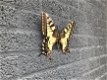 Vlinder, kleurrijk, licht gekleurd, NOG MAAR 4! -vlinder - 0 - Thumbnail
