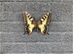 Vlinder, kleurrijk, licht gekleurd, NOG MAAR 4! -vlinder - 5 - Thumbnail
