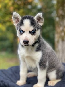 Akc geregistreerde Siberische Husky-puppy's