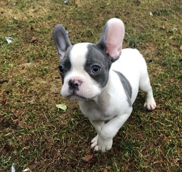 Schattige Franse Bulldog-puppy's beschikbaar - 0