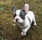 Schattige Franse Bulldog-puppy's beschikbaar - 0 - Thumbnail