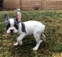 Schattige Franse Bulldog-puppy's beschikbaar - 1 - Thumbnail