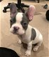 Schattige Franse Bulldog-puppy's beschikbaar - 2 - Thumbnail