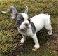 Schattige Franse Bulldog-puppy's beschikbaar - 3 - Thumbnail