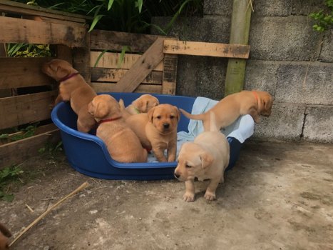 rasechte Labrador puppies zijn op zoek naar liefhebbende eigenaren.. - 0