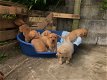 rasechte Labrador puppies zijn op zoek naar liefhebbende eigenaren.. - 0 - Thumbnail