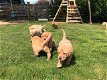 rasechte Labrador puppies zijn op zoek naar liefhebbende eigenaren.. - 1 - Thumbnail