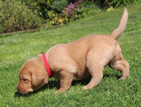 rasechte Labrador puppies zijn op zoek naar liefhebbende eigenaren.. - 2