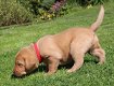 rasechte Labrador puppies zijn op zoek naar liefhebbende eigenaren.. - 2 - Thumbnail