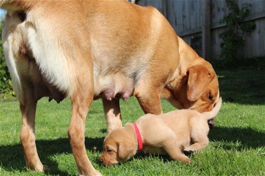 rasechte Labrador puppies zijn op zoek naar liefhebbende eigenaren.. - 3