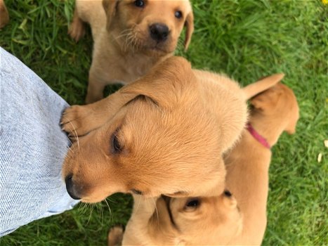 rasechte Labrador puppies zijn op zoek naar liefhebbende eigenaren.. - 4