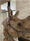 Een prachtige kop van een neushoorn,neushoorn-kado - 4 - Thumbnail