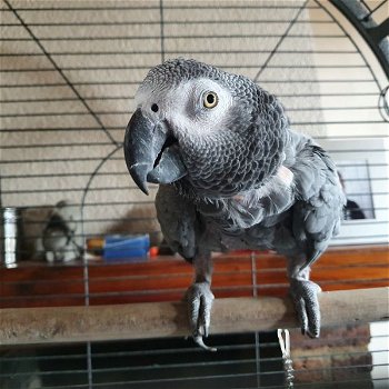 Lieve en mooie Afrikaanse grijze papegaaien te koop - 0
