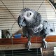 Lieve en mooie Afrikaanse grijze papegaaien te koop - 0 - Thumbnail