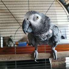 Lieve en mooie Afrikaanse grijze papegaaien te koop