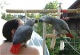 Mooie Afrikaanse grijze papegaaien te koop - 0 - Thumbnail
