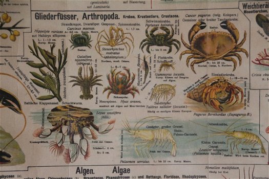 Tafel der Tiere und Pflanzen des Meeres und der Strandes. - 1