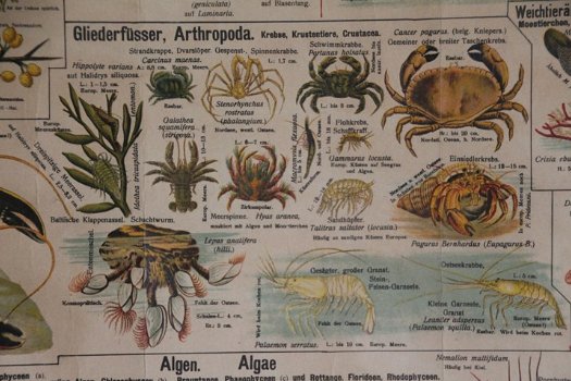 Tafel der Tiere und Pflanzen des Meeres und der Strandes. - 1