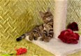 Bengaalse kittens beschikbaar - 3 - Thumbnail