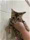 Bengaalse kittens beschikbaar - 4 - Thumbnail