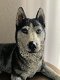 Husky hondenbeeld op urn als set te koop - 3 - Thumbnail
