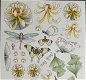 MARIJ RAHDER - C 2575 --- Bloemen en vlinders - 1 - Thumbnail