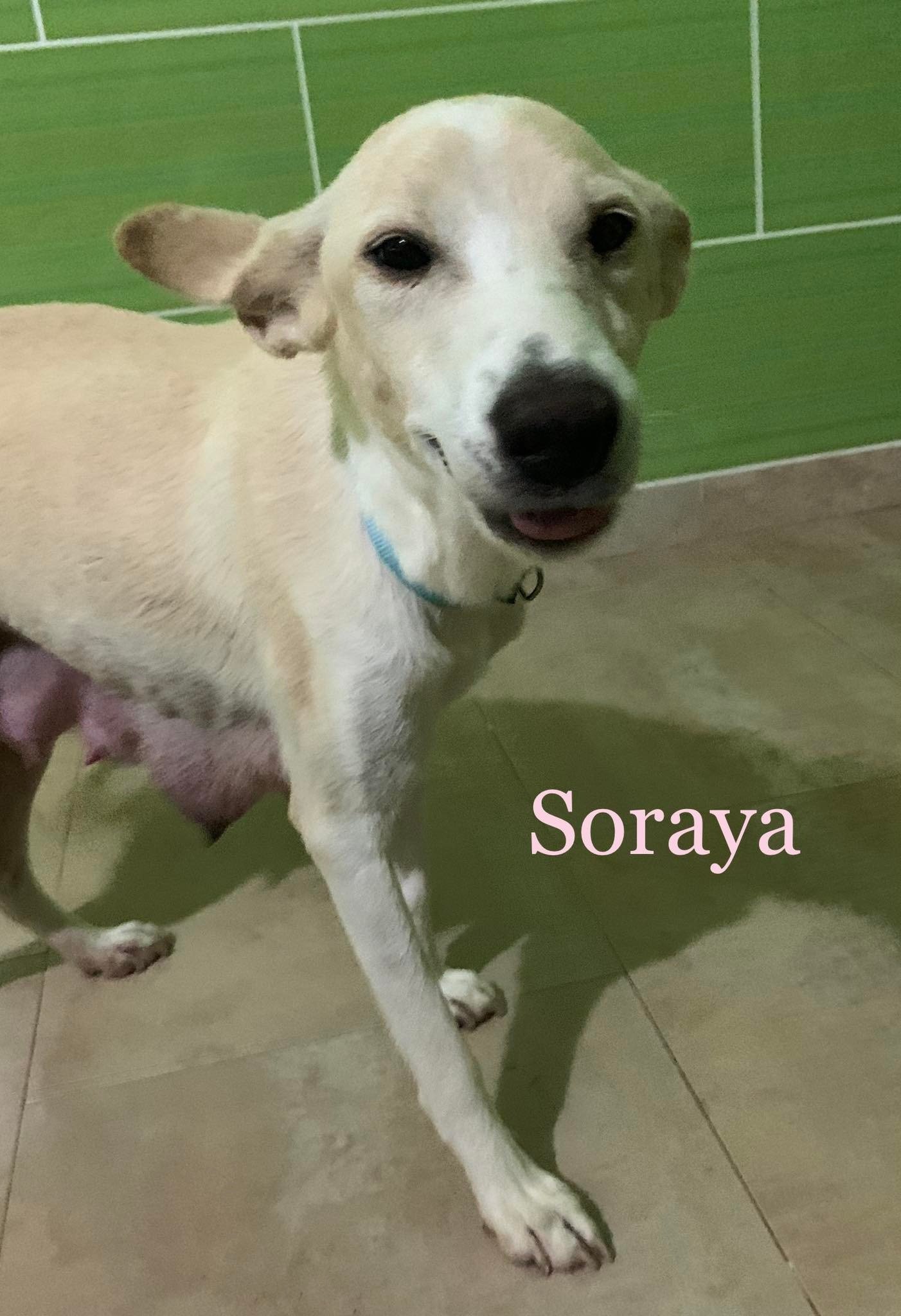 MJM Dogs Foundation: Soraya - nr. 1