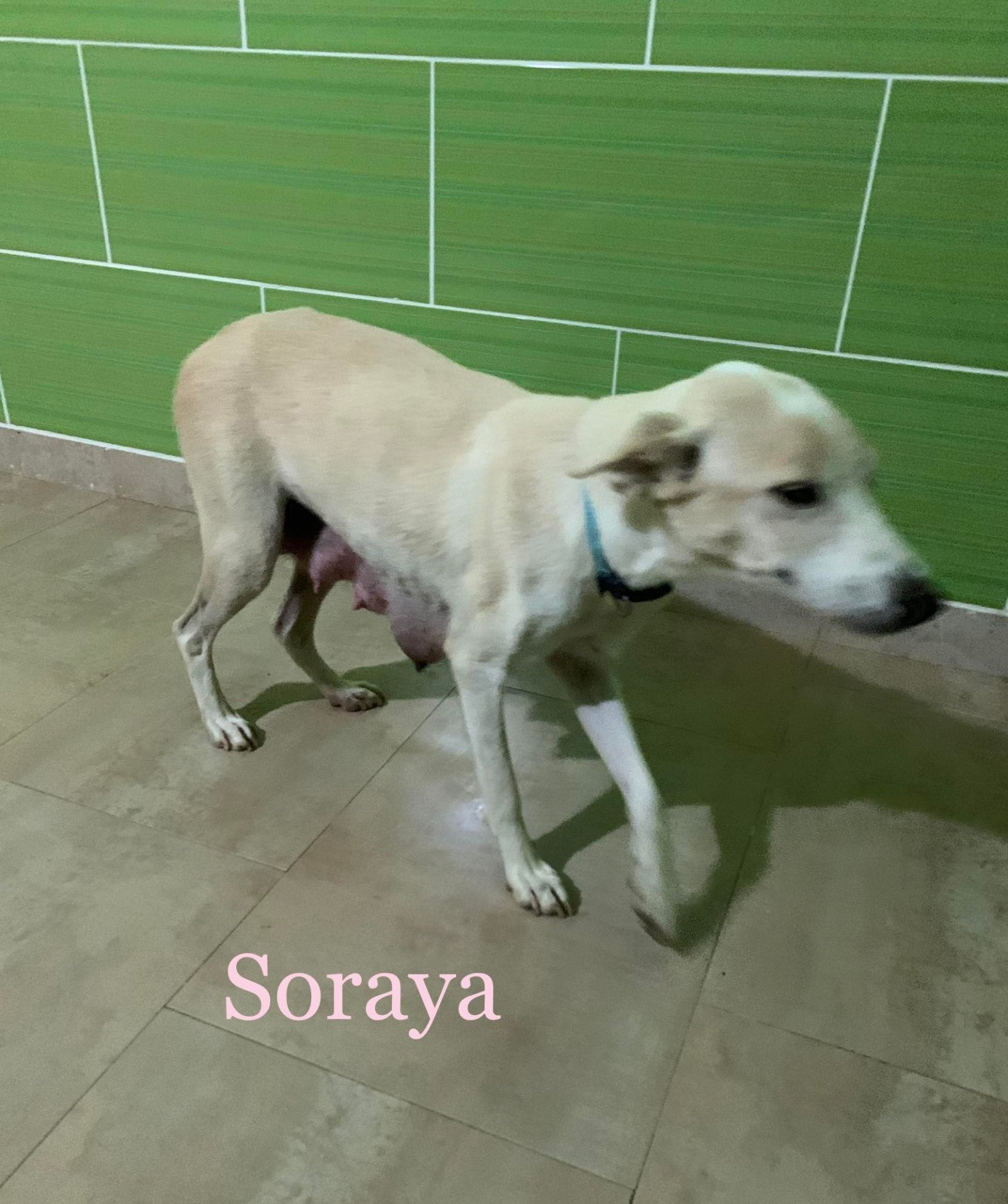 MJM Dogs Foundation: Soraya - Afbeelding 2