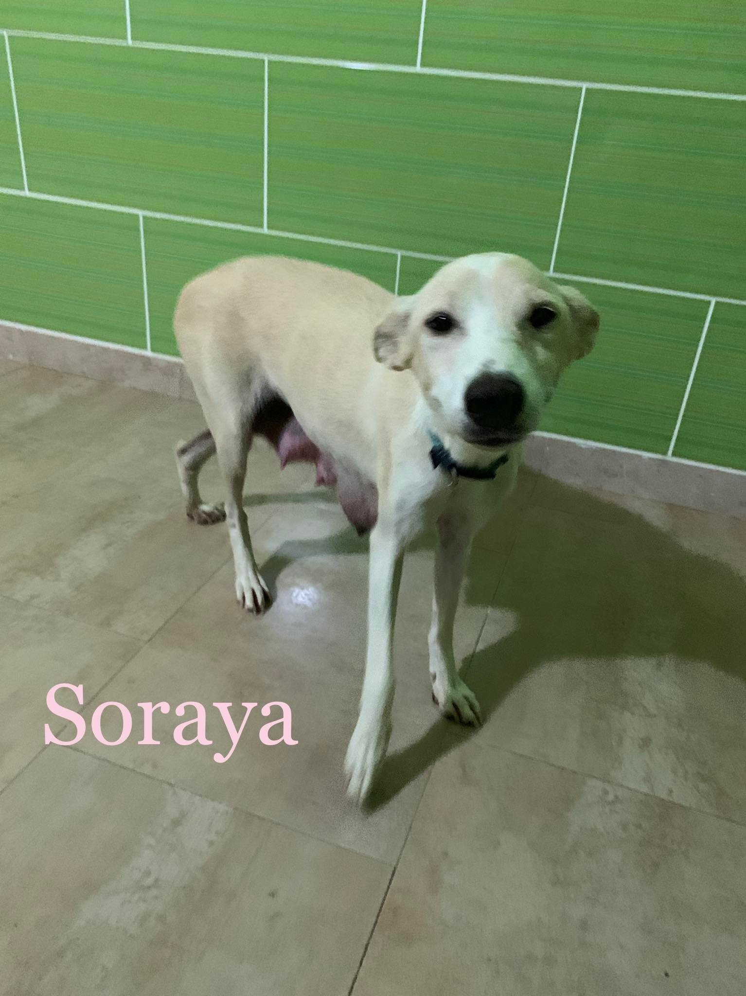 MJM Dogs Foundation: Soraya - Afbeelding 3