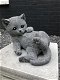 Beeld van een spelende kat , poes,steen, heel leuk, kado - 3 - Thumbnail