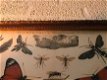Een document met hierop verscheidene insecten met uitleg, - 3 - Thumbnail