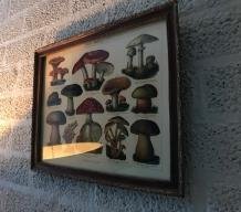 Een wandornament met houten omlijsting , paddenstoel