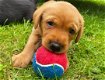 Aanhankelijk Labrador Retriever Puppies Klaar - 0 - Thumbnail