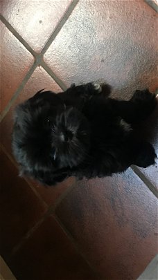 Mooie Shih tzu pups