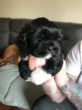 Mooie Shih tzu pups - 4