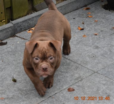 American bully reutje - 0