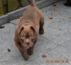 American bully reutje 