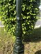 Buitenlamp, lantaarn Amsterdam , aluminium groen, 320 cm. - 3 - Thumbnail