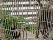 Klassieke vogelkooi, antiek ogende bird cage op voet,vogel - 2 - Thumbnail