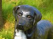 Prachtige Labrador Retriever zwart , van Polystone,hond - 3 - Thumbnail