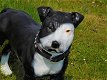 Prachtige Pitbul , van Polystone , hond , kado - 0 - Thumbnail