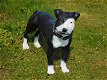 Prachtige Pitbul , van Polystone , hond , kado - 1 - Thumbnail