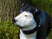 Prachtige Pitbul , van Polystone , hond , kado - 2 - Thumbnail