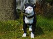 Prachtige Pitbul , van Polystone , hond , kado - 4 - Thumbnail