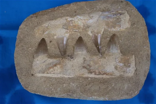 5 tanden van de Mosasaurus - 0