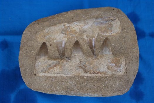 5 tanden van de Mosasaurus - 3