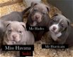 Amerikaanse Bully Puppy s - 0 - Thumbnail