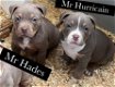 Amerikaanse Bully Puppy s - 2 - Thumbnail