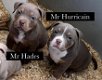 Amerikaanse Bully Puppy s - 3 - Thumbnail