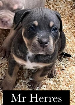 Amerikaanse Bully Puppy s - 5